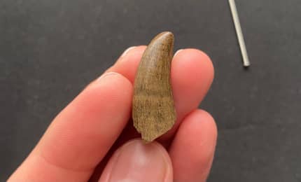 authentic trex tooth