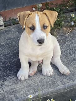 Pedigree jack russell outlet puppies