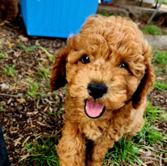 Red best sale toy cavoodle