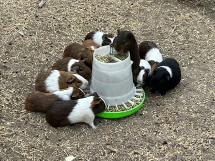 Gumtree sales guinea pigs