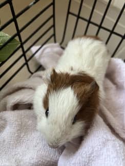 8 week old guinea hot sale pig