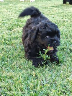 Shih tzu hotsell x toy poodle