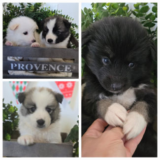 Puppy city near me hotsell