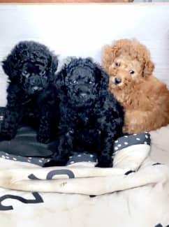 pure teacup poodle puppy home