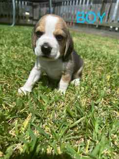 Beagle gumtree best sale