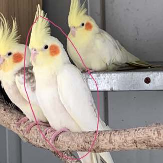 Cockatiel store breeding pair