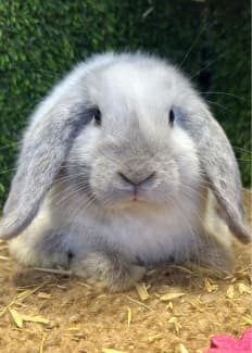 Harlequin lop best sale eared rabbit