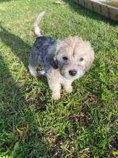 Schnoodle puppies for shops gumtree