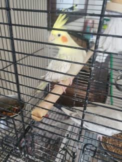 Cockatiel 2025 cage gumtree