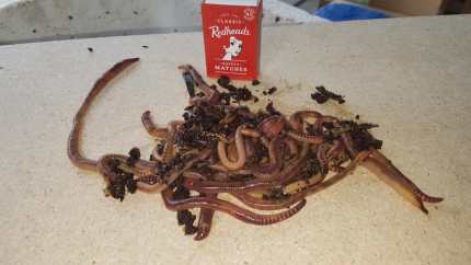 Fishing Bait--European Night Crawler worms live