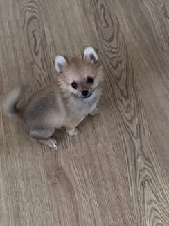 Pomeranian 12 hot sale weeks old