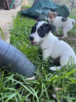 Mini foxie hotsell x jack russell