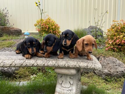 pedigree dachshund for sale