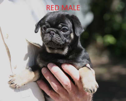 Black and tan pug best sale for sale