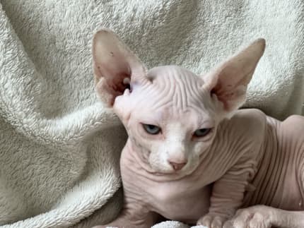 Female sphynx best sale