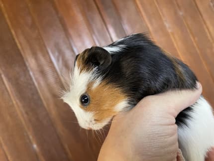 Gumtree best sale guinea pigs