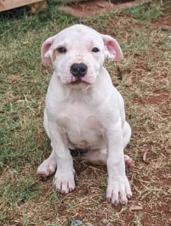 Dogo argentino store for sale gumtree