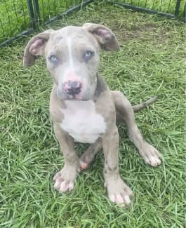 Big hotsell pitbull puppies