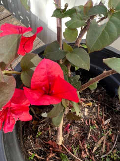 3 Bougainvillea Plants- Flower color: fushia & orange | Plants | Gumtree  Australia Parramatta Area - Rydalmere | 1307669632