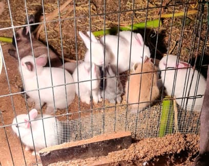 PURE BREED Netherland Dwarf Rabbits $50 each | Rabbits | Gumtree Australia  Brimbank Area - Delahey | 1258294332