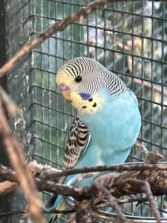 Available Aviary Birds Ferntree Gully