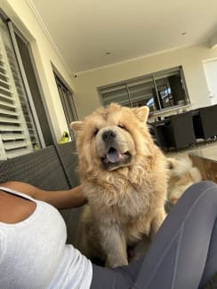 Male Chow chow. 1 y o Dogs Puppies Gumtree Australia