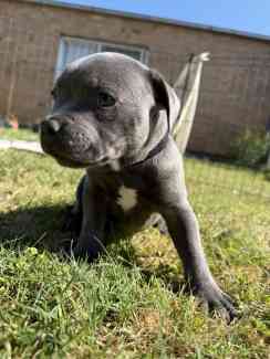 Irish fashion blue staffy puppies for