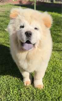 Chow chow gumtree best sale