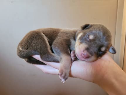 Kelpie puppies hot sale gumtree