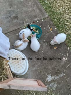 Bottle Feeding Baby Rabbits!! ??? #fostermom, 57% OFF