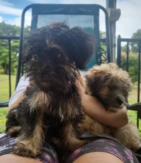 Shih tzu best sale plus poodle