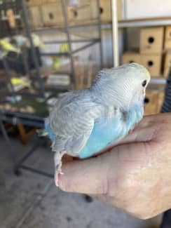 Gumtree baby hot sale budgies