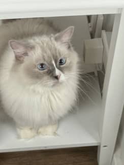 Ragdoll rehoming 2024