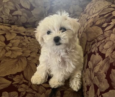 Maltese terrier x sales poodle