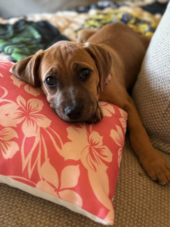 Gumtree ridgeback online