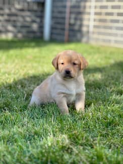 Gumtree labradors hot sale for sale