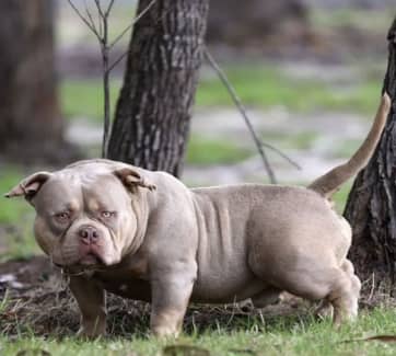 Lilac american bully hot sale puppies for sale