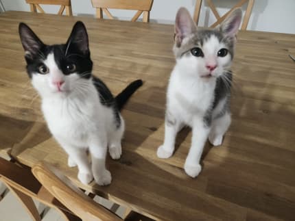 2 male sales kittens together