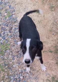 Short hair outlet border collie puppy