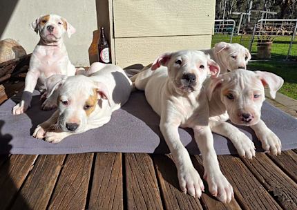 Mastiff x Dane x Bull arab puppies Dogs Puppies Gumtree