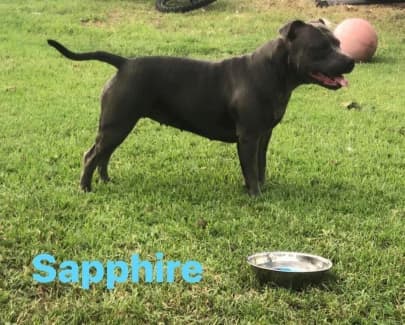 Gumtree staffordshire bull terrier puppies store for sale