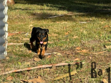 Kelpie best sale puppies gumtree