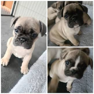 French bulldog pug mix best sale puppies for sale near me