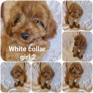 Red toy hot sale cavoodle puppy