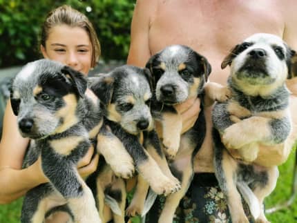 Gumtree sales australia puppies