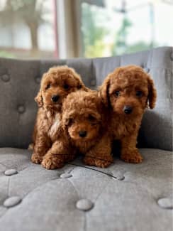 Cavoodle puppies best sale for sale gumtree