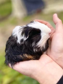 Hand raised guinea hot sale pigs for sale