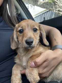 Maltese sales dachshund puppies