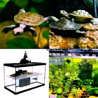 🐢 Baby Turtles & Turtle Packages Available Aquarium Fish Paradise