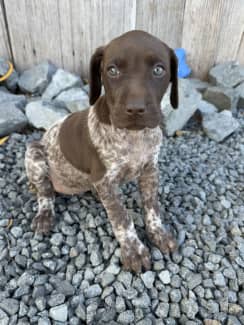 Gumtree german hot sale shorthaired pointer